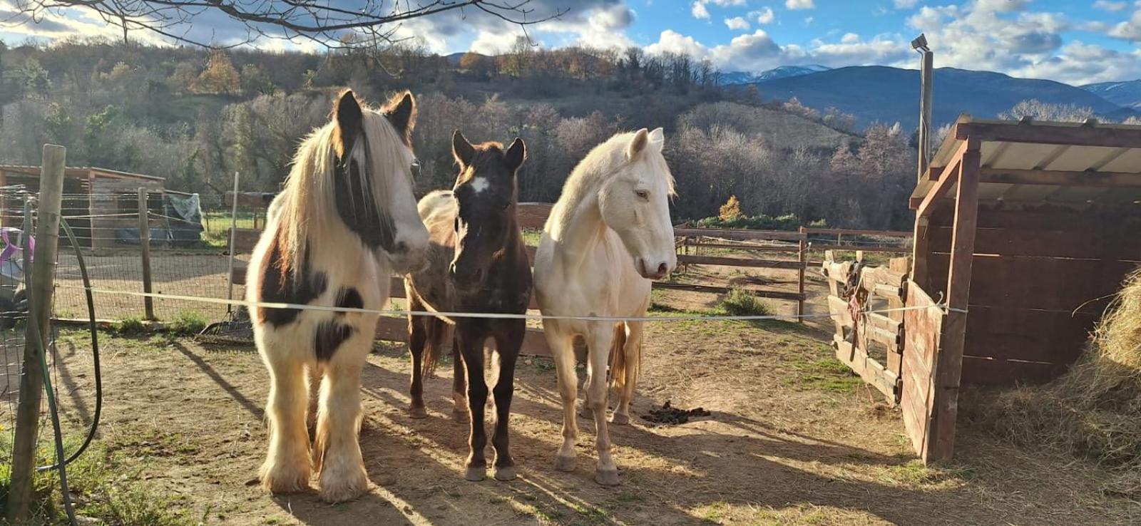 Chambre D'Hotes Le Petit Ranch Los Masos Экстерьер фото